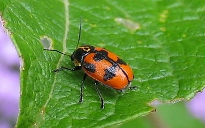 Cryptocephale à 6 points