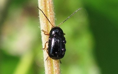 Cryptocéphale à pattes jaunes