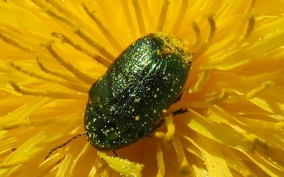 Cryptocephalus sp