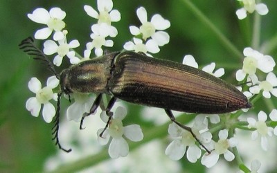 Ctenicera cuprea