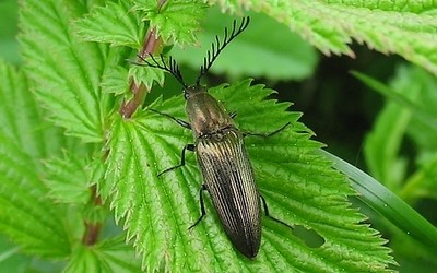 Ctenicera pectinicornis