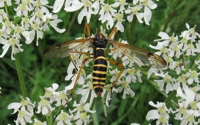 Ctenophora flaveolata