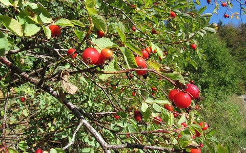 "Faux fruit" de l'églantier - Cynorrhodon