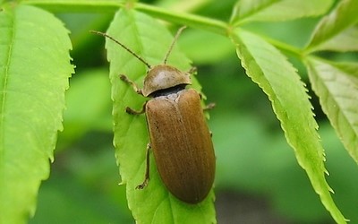 Le dascille montagnard