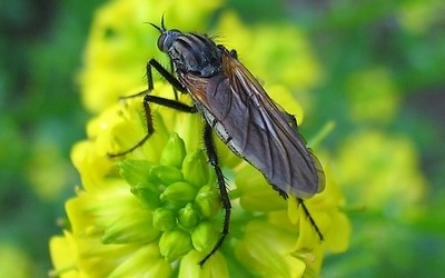  Empis marqueté