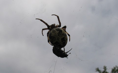 Epeire cornue - Larinioides cornutus