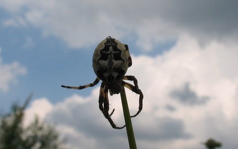 Epeire cornue ou des roseaux - Larinioides cornutus