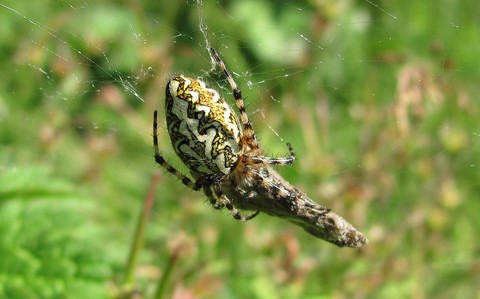 Epeire des bois - Aculepeire ceropagia