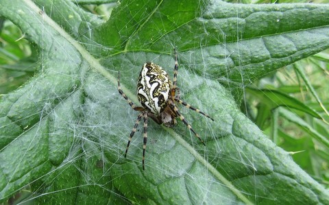 Epeire des bois - Aculepeire ceropagia
