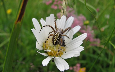 Epeire des bois - Aculepeire ceropagia - Mâle