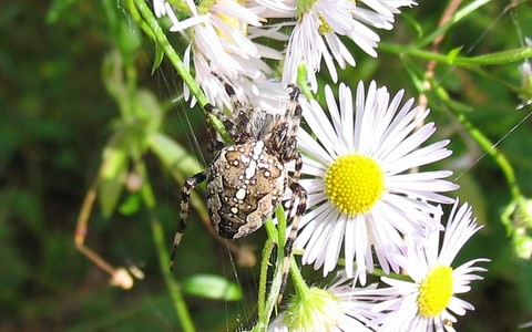 Epeire diadème - Araneus diadematus