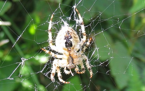 Epeire diadème - Araneus diadematus