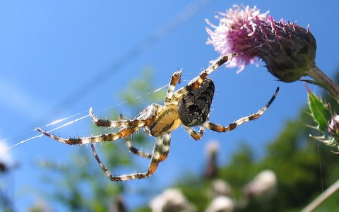 Epeire diadème - Araneus diadematus