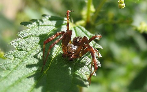 Epeire diadème - Araneus diadematus - Mâle