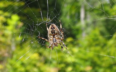 Epeire diadème - Araneus diadematus