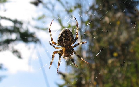 Epeire diadème - Araneus diadematus
