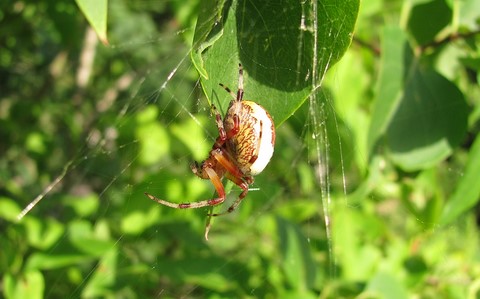 Epeire marbrée - Araneus marmoreus (var.Pyramidatus)