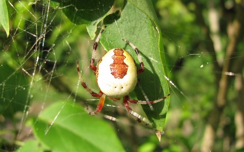Epeire marbrée - Araneus marmoreus (var.Pyramidatus)