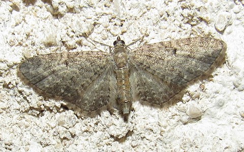 Papillons - Eupithecia sp.
