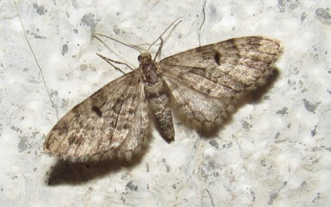 24 mai 2026 Eupithecia sp