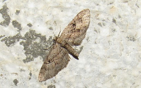 Papillons - L'eupithécie de la bruyère - Eupithecia ericeata