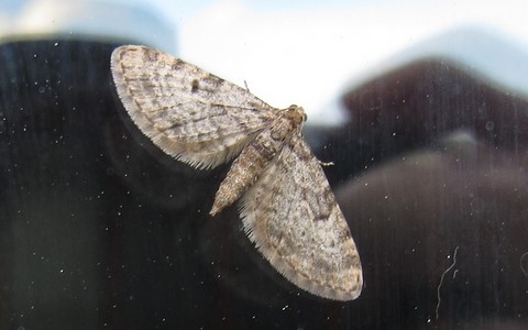 Papillons - Eupithécie des résineux - Eupithecia tantillaria