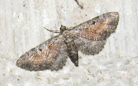 Papillons - Eupithécie frappée - Eupithecia icterata