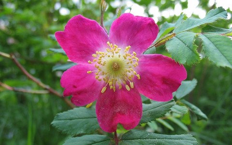 Fleur d'églantier des Alpes