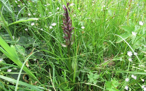 Orchidees apres floraison