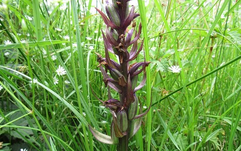 Orchidées après floraison