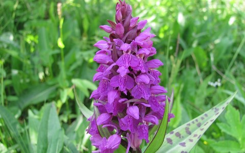 Orchis à larges feuilles - Dactylorhiza majalis