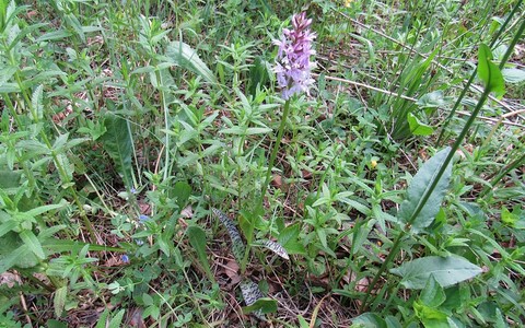 Orchis maculé - Dactylorhiza maculata