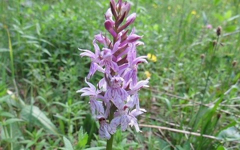 Orchis maculé - Dactylorhiza maculata