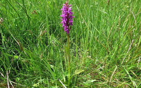 Orchis des Sudetes - Dactylorhiza savogiensis