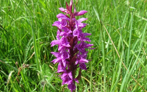 Orchis des Sudètes - Dactylorhiza savogiensis