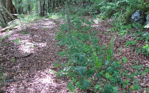 Epipactis à larges feuilles - Epipactis helleborine