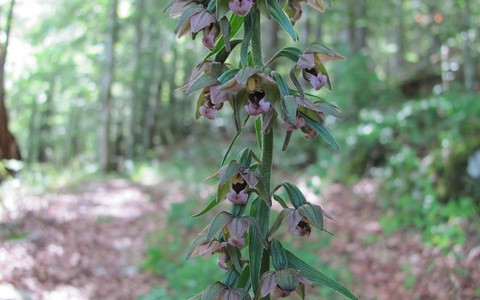 Epipactis à larges feuilles - Epipactis helleborine