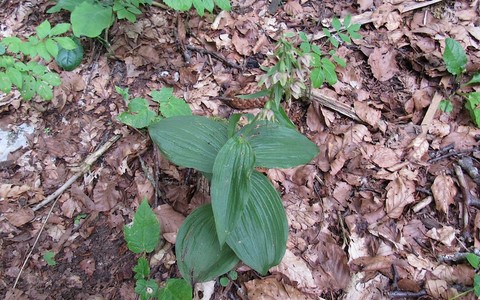 Epipactis a larges feuilles - Epipactis helleborine