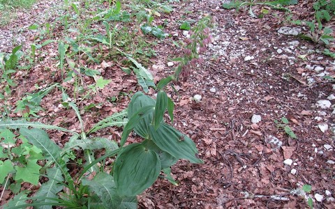 Epipactis a larges feuilles - Epipactis helleborine