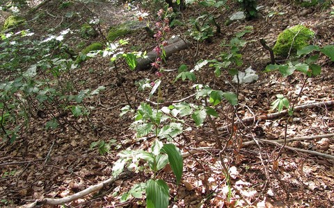 Epipactis rouge sombre - Epipactis atrorubens