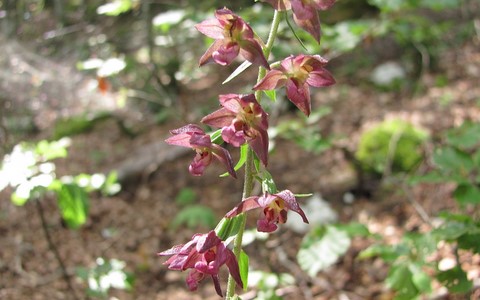Epipactis rouge sombre - Epipactis atrorubens