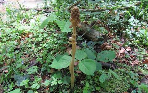 Neottie nid d'oiseau - Ophrys nidus-avis