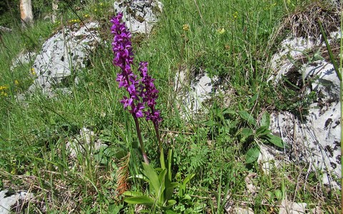 Orchis mâle - Orchis mascula