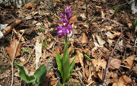 Orchis male - Orchis mascula