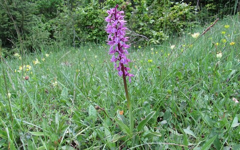 Orchis mâle - Orchis mascula