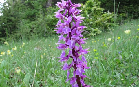 Orchis mâle - Orchis mascula