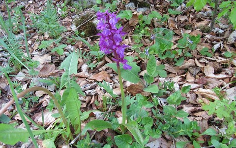 Orchis male - Orchis mascula