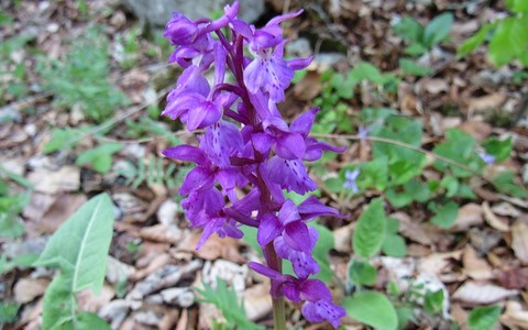 Orchis mâle - Orchis mascula