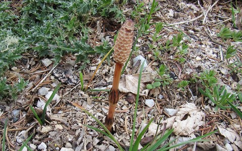 Orobanche