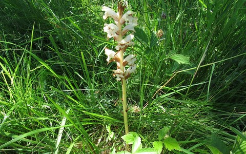 Orobanche de la Germandree